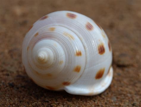 螺旋貝殼